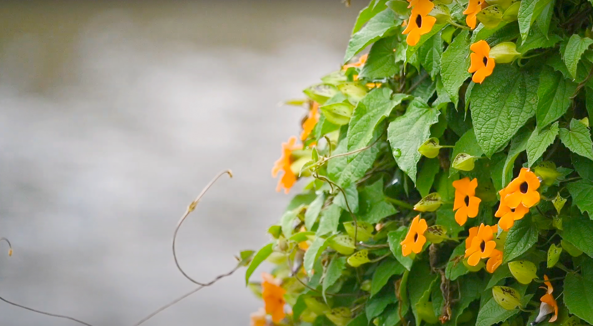 Distribución espacial y estrategias de manejo participativo para el control de Thunbergia alata y la conservación de bienes y servicios ecosistémicos de los paisajes andinos, caso Distrito Metropolitano de Quito