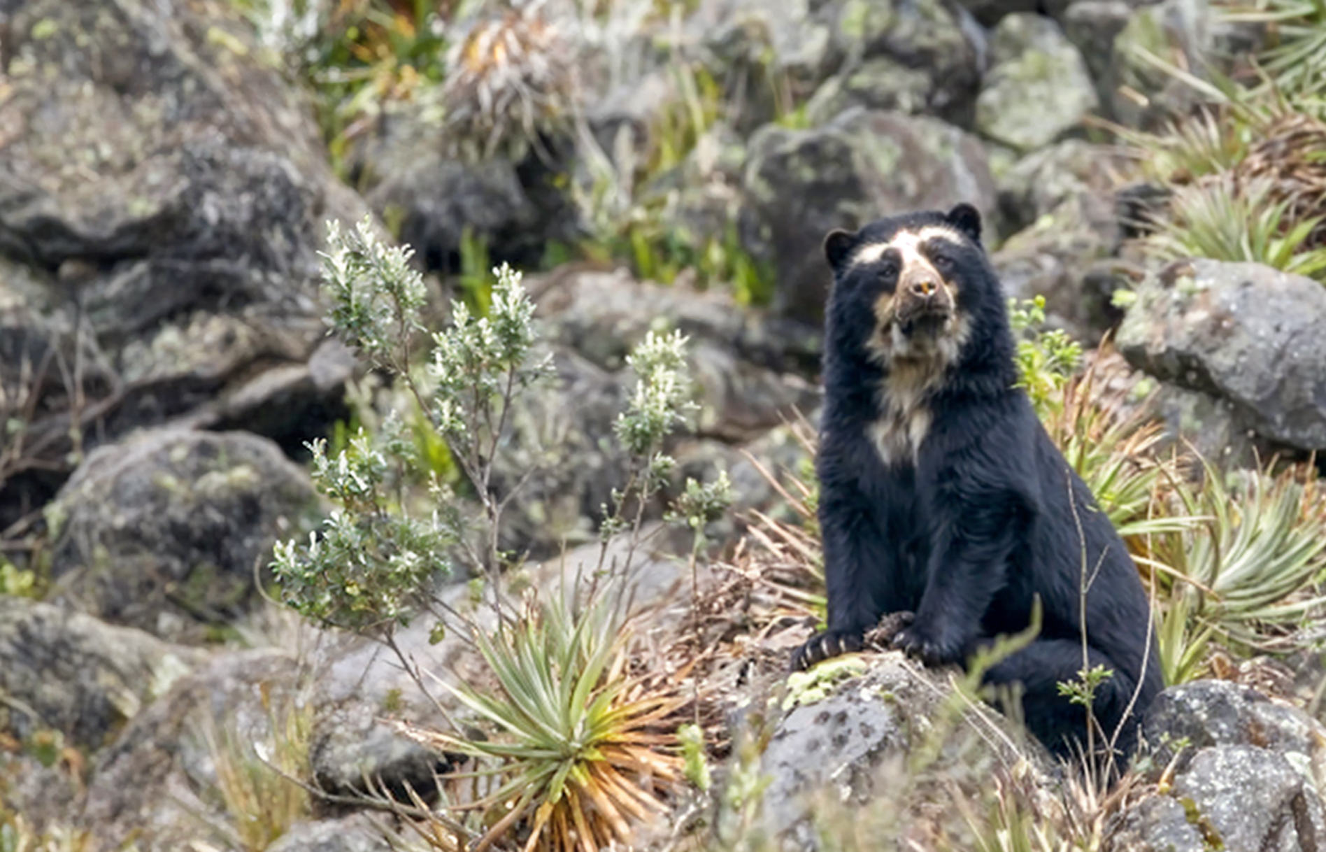 Generar información científica que aporte a los esfuerzos de conservación del oso andino, Tapir andino, Puma, Pudú, entre otros, y el hábitat donde viven en los páramos orientales de Quito